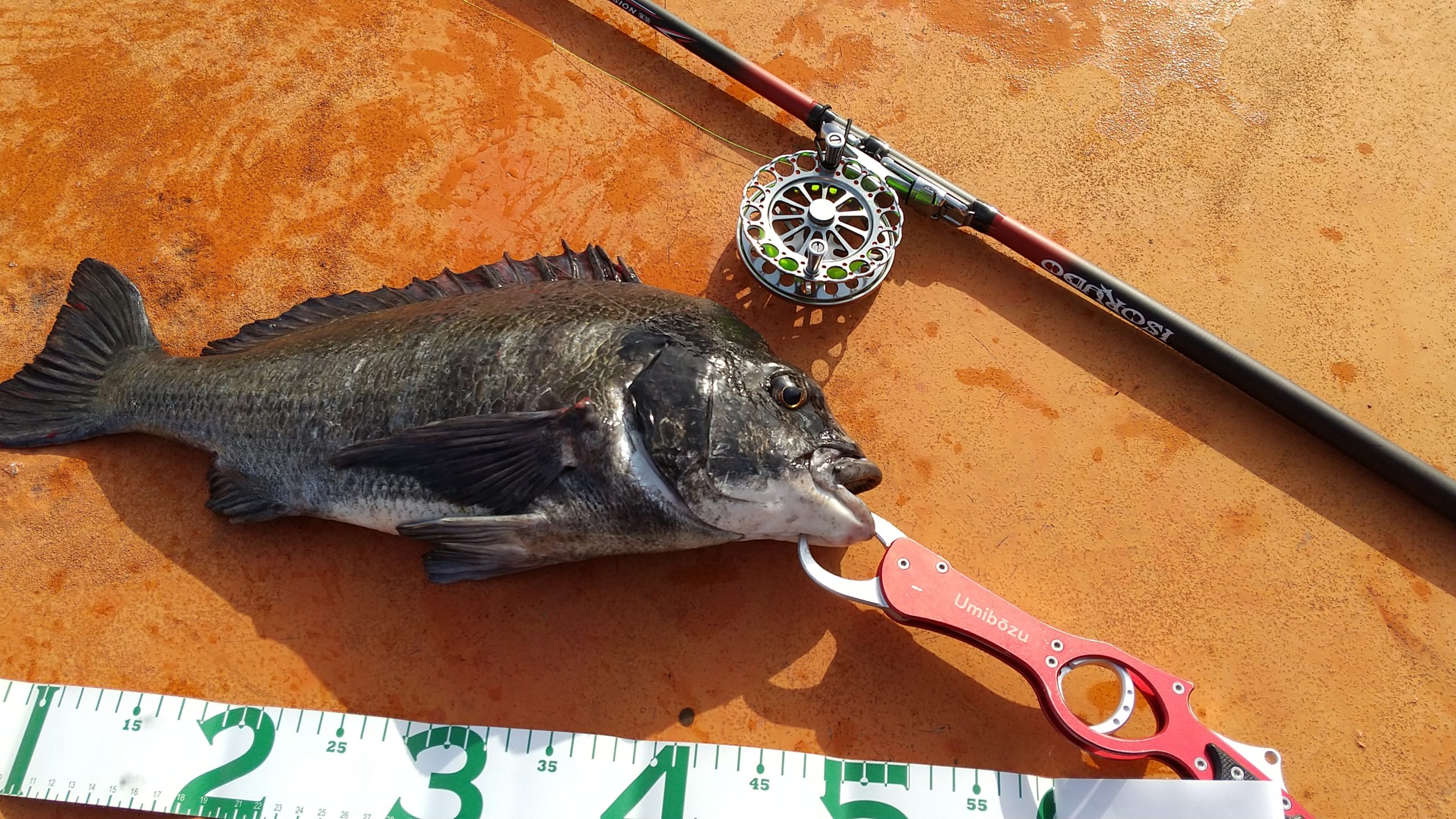 オルルド釣具 イソルドa でヘチ釣りに行ってきました オルルド釣具公式ブログ